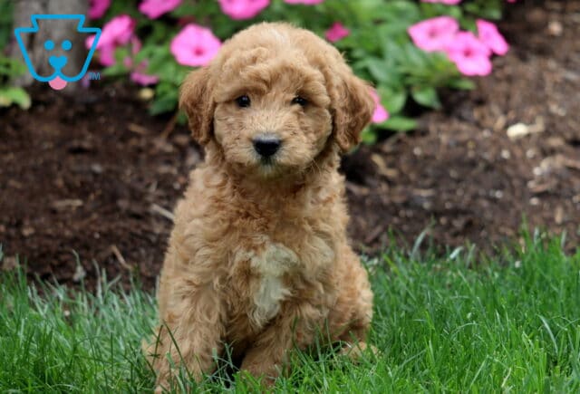 Charming apricot Mini Labradoodle puppy with soft curls and a white patch on its chest, sitting in lush grass with blooming pink flowers and mulch in the background. image