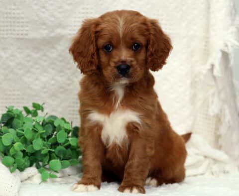 Matthew Poodle Mix