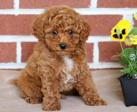Sweet red Toy Poodle puppy with a curly coat sitting against a red brick wall, with yellow pansies and marigolds beside it in black plastic pots.