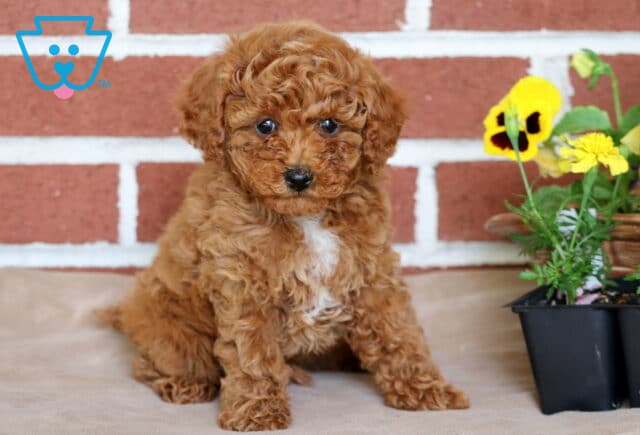 Sweet red Toy Poodle puppy with a curly coat sitting against a red brick wall, with yellow pansies and marigolds beside it in black plastic pots. image