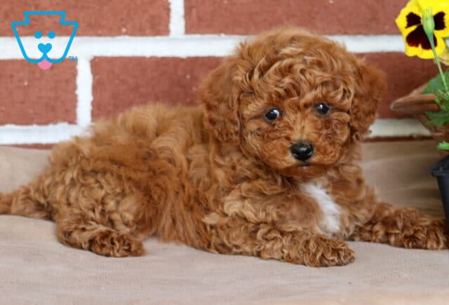 Curly red Toy Poodle puppy lying down with its head up, showing off a white patch on its chest, against a red brick background and beside a blooming yellow pansy. image