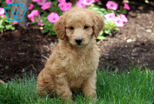 Light apricot Mini Labradoodle puppy with a soft, curly coat sitting in green grass, with vibrant pink flowers and fresh mulch in the background. image
