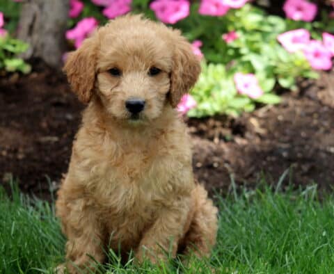 Soft apricot Mini Labradoodle puppy with a wavy coat and dark eyes, sitting on green grass with blooming pink flowers and mulch in the background.