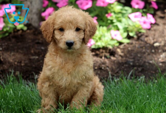 Soft apricot Mini Labradoodle puppy with a wavy coat and dark eyes, sitting on green grass with blooming pink flowers and mulch in the background. image