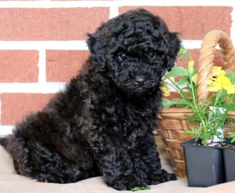 Adorable black Toy Poodle puppy sitting upright in front of a red brick wall, next to a woven basket and yellow marigold flowers in small pots.