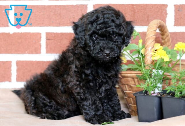 Adorable black Toy Poodle puppy sitting upright in front of a red brick wall, next to a woven basket and yellow marigold flowers in small pots. image