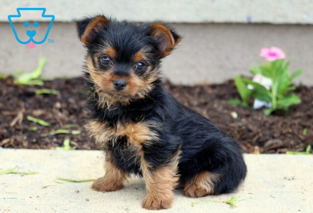 Cute black and tan Yorkie puppy sitting on a concrete edge beside a flower bed, with a single light pink flower blooming in the background. image
