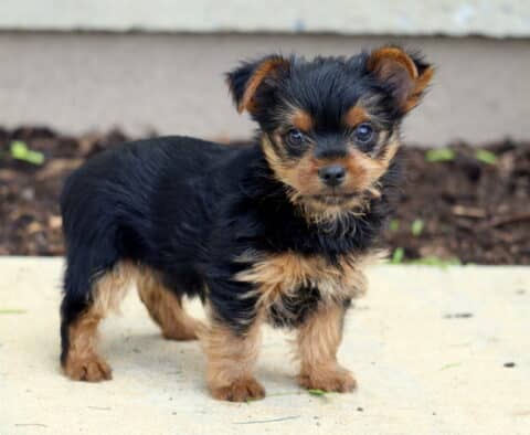 Black and tan Yorkie puppy standing on a sidewalk near a garden bed, with a bright pink flower blooming in the background and an alert, curious stance.