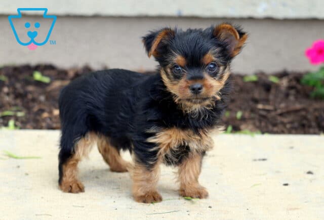 Black and tan Yorkie puppy standing on a sidewalk near a garden bed, with a bright pink flower blooming in the background and an alert, curious stance. image