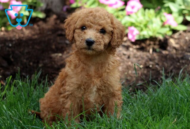 Sweet-looking Mini Labradoodle puppy with a fluffy apricot coat and dark eyes, sitting on green grass near a flower bed filled with blooming pink flowers. image