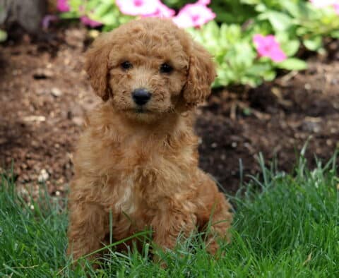 Curly-coated apricot Mini Labradoodle puppy with a white chest, sitting on grass in front of a flower bed filled with bright pink blooms.