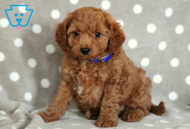 Curly red Cavapoo puppy with a solid coat and small white patch on the chest, sitting sweetly on a gray and white polka dot blanket while wearing a bright blue collar. image