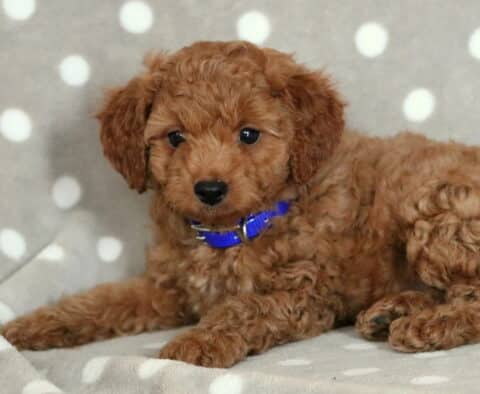 Reddish Cavapoo puppy with tight curls and a blue collar, lying on a gray blanket with white polka dogs and looking up with curious dark eyes.