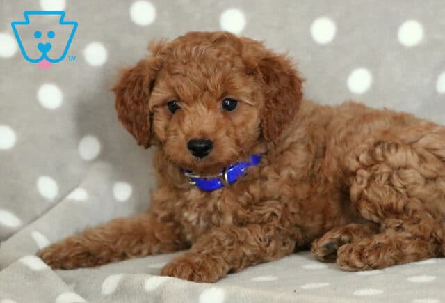 Reddish Cavapoo puppy with tight curls and a blue collar, lying on a gray blanket with white polka dogs and looking up with curious dark eyes. image