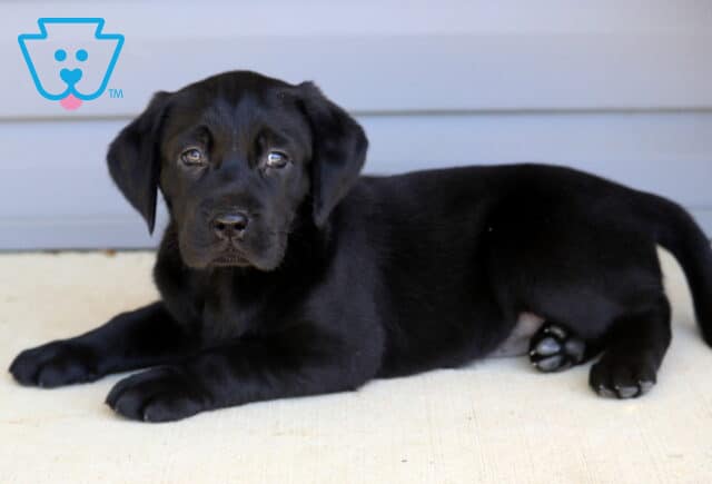 Black Labrador Retriever puppy resting on a porch with paws stretched forward, looking up with soft eyes against a light blue wall background. image