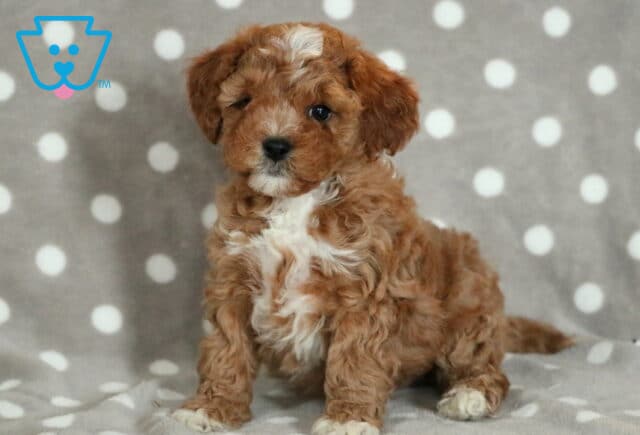 Tiny Cavapoo puppy with a curly reddish-brown coat and white chest, standing alert on a gray blanket with white polka dots and looking curiously at the camera. image