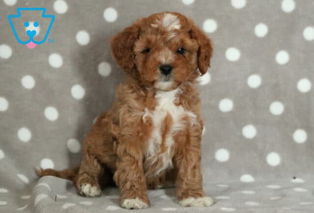 Playful Cavapoo puppy with a curly red coat, white chest, and a small white spot on the forehead, sitting on a gray and white polka dot blanket with a curious gaze. image
