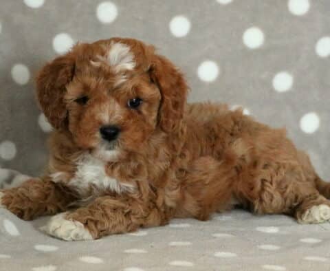 Curly-coated Cavapoo puppy with a red coat color, white paws, and a white blaze on the forehead, lying comfortably on a gray blanket with white polka dots.