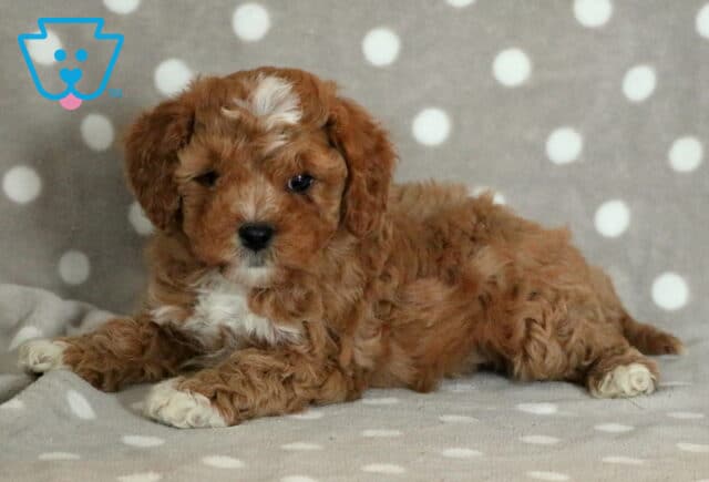 Curly-coated Cavapoo puppy with a red coat color, white paws, and a white blaze on the forehead, lying comfortably on a gray blanket with white polka dots. image