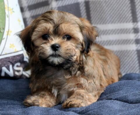 Adorable Shichon puppy with soft brown fur lounging on a blue blanket, posed in front of a plaid backdrop and vintage pillow.