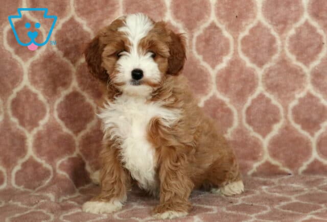 Cute Cavapoo puppy with a fluffy white and dark apricot coat, sitting confidently on a pink patterned blanket with its eyes gently squinting in a calm expression. image