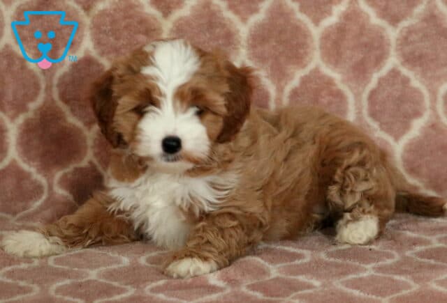 Fluffy Cavapoo puppy with a white face, tan ears, and a curly coat lying down on a link pink blanket, eyes gently squinting in a peaceful pose. image