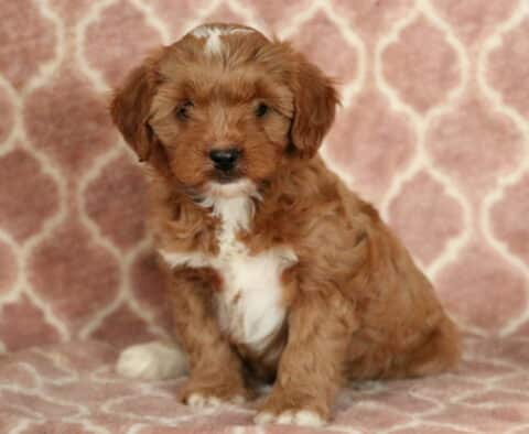 Cute Cavapoo puppy with a soft reddish-brown and white coat, sitting on a pink geometric blanket backdrop and giving a calm, curious look to the camera.