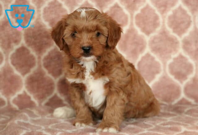 Cute Cavapoo puppy with a soft reddish-brown and white coat, sitting on a pink geometric blanket backdrop and giving a calm, curious look to the camera. image