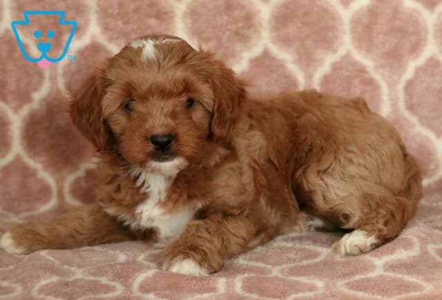 Charming Cavapoo puppy with a reddish-brown coat, white markings on the chest and paws, and a small white blaze on the forehead, lying on a soft pink patterned blanket. image
