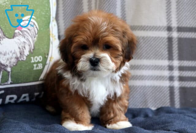 Fluffy Shichon puppy with rich brown and white fur sitting on a navy blanket in front of a plaid backdrop and vintage feed pillow. image