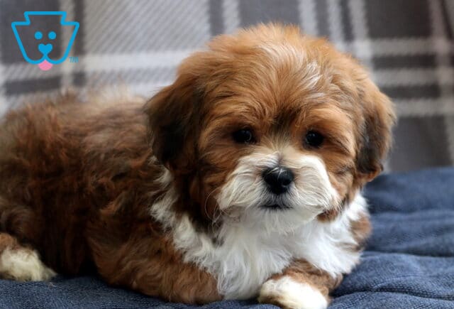 Adorable Shichon puppy with a soft, curly brown and white coat lying on a blue blanket in front of a plaid background. image