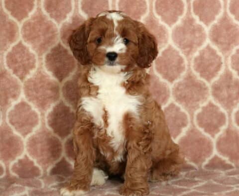 Charming Cavapoo puppy with a wavy white and red coat, sitting upright on a pink patterned blanket with a sweet and gentle expression.