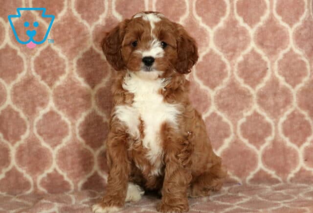 Charming Cavapoo puppy with a wavy white and red coat, sitting upright on a pink patterned blanket with a sweet and gentle expression. image