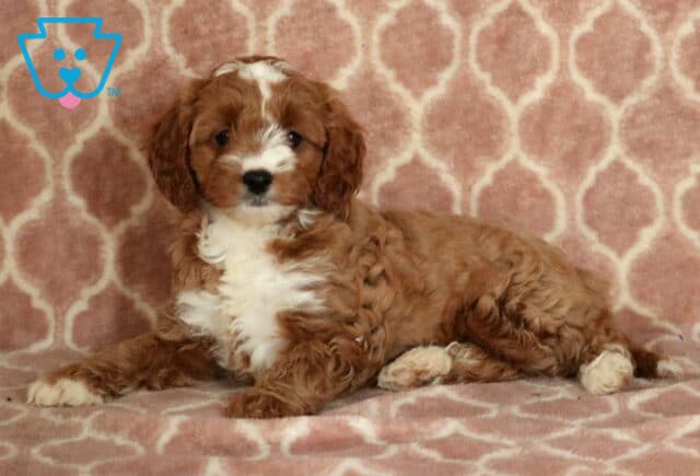 Relaxed Cavapoo puppy with a curly red and white coat lying on a soft pink patterned blanket, gazing calmly at the camera. image