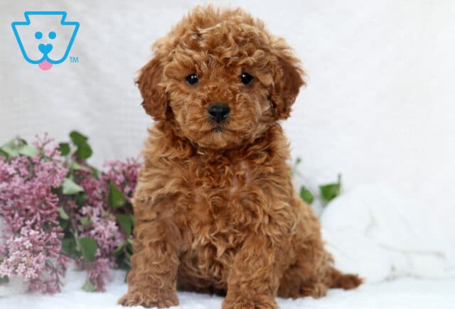 Fluffy apricot Mini Poodle puppy sitting on a white blanket with a backdrop of blooming lilacs, gazing sweetly at the camera. image