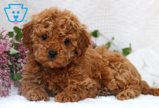 Curly apricot Mini Poodle puppy laying down in front of soft lilac blooms, looking up with bright, curious eyes. image