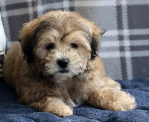 Light brown Shichon puppy lying on a soft blue blanket with a plaid background, looking calm and content.