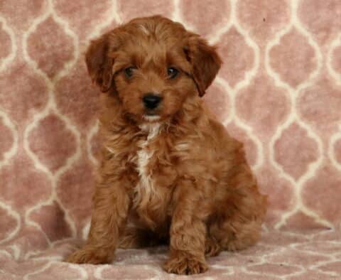 Curly-coated Cavapoo puppy with a deep reddish coat and small white chest patch, sitting attentively on a pink and white patterned blanket.