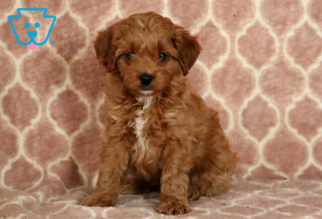 Curly-coated Cavapoo puppy with a deep reddish coat and small white chest patch, sitting attentively on a pink and white patterned blanket. image