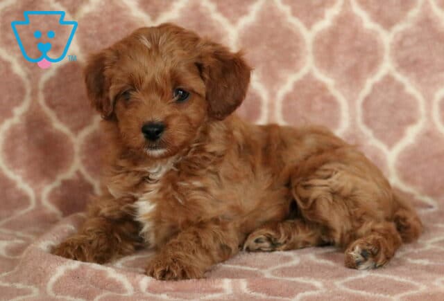 Adorable Cavapoo puppy with a wavy red coat and a touch of white on the chest, resting on a cozy pink blanket while looking sweetly at the camera. image