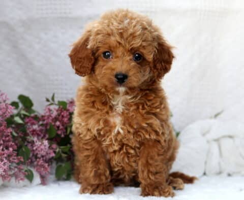 Adorable apricot Mini Poodle puppy with curly fur sitting next to purple lilac flowers on a white background.