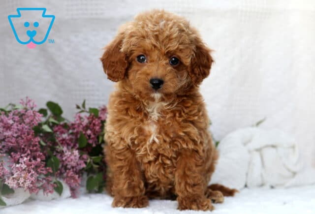 Adorable apricot Mini Poodle puppy with curly fur sitting next to purple lilac flowers on a white background. image