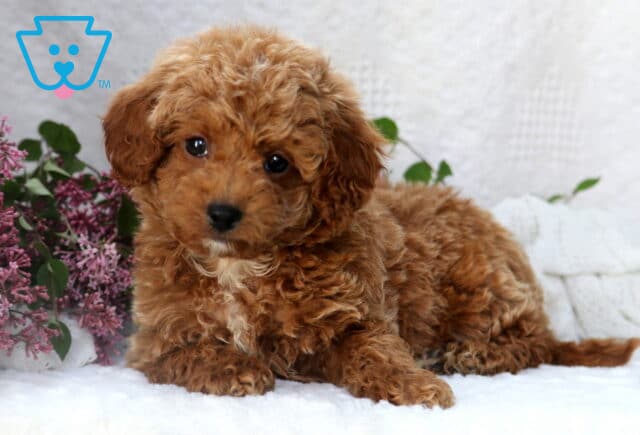 Curly apricot Mini Poodle puppy lying down with a slight head tilt, resting beside lilac flowers on a cozy white backdrop. image