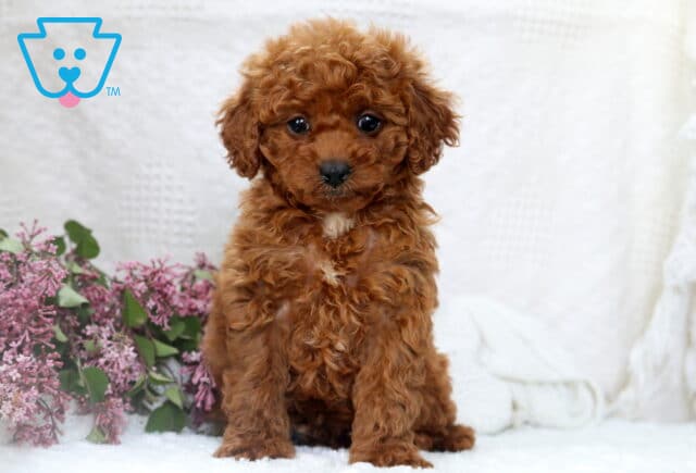 Dark apricot Mini Poodle puppy with tight curls and a tiny white patch on the chest, sitting sweetly in front of purple lilacs on a white background. image