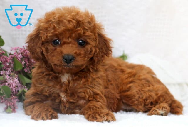 Rich apricot MIni Poodle puppy with a small white patch on the chest, lying down in front of soft purple lilacs and gazing with bright eyes. image