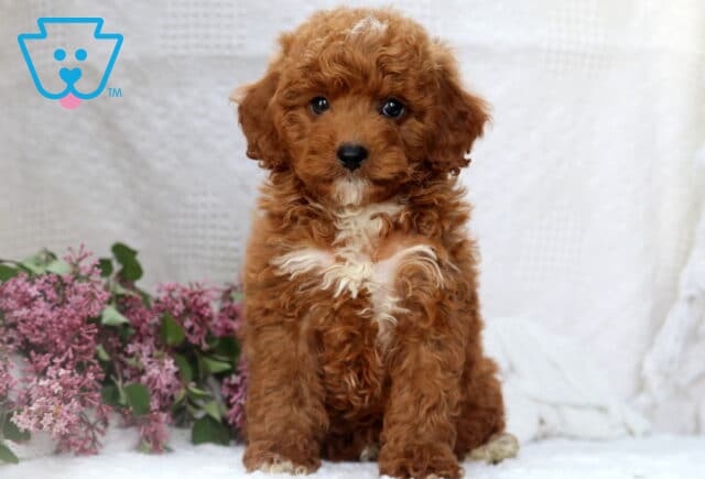 Fluffy Mini Poodle puppy with reddish-brown curls and a white chest patch, sitting upright beside a bunch of purple lilacs. image
