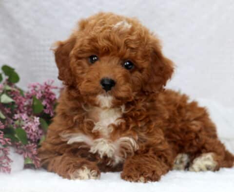 Curly red Mini Poodle puppy with a white chest and paws, laying down beside a bunch of purple lilac flowers on a white blanket.