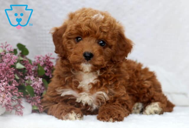 Curly red Mini Poodle puppy with a white chest and paws, laying down beside a bunch of purple lilac flowers on a white blanket. image