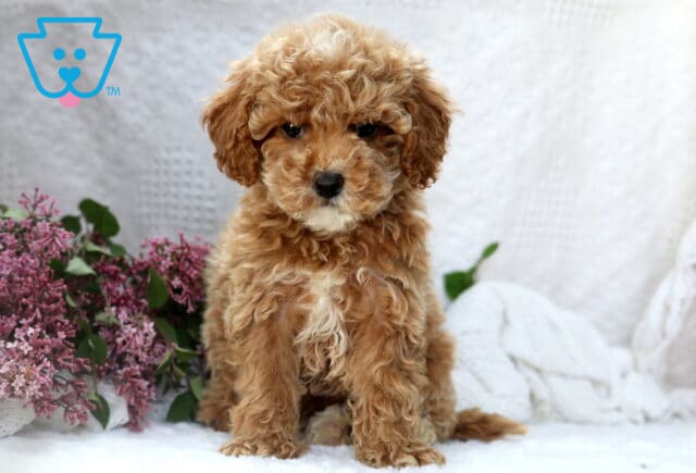 Fluffy apricot Mini Poodle puppy with a white patch on its chest, sitting upright beside a bunch of blooming lilacs. image