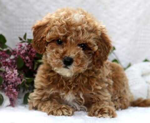 Sweet-faced apricot Mini Poodle puppy with soft curls and a white chin, laying beside purple lilacs on a white surface.